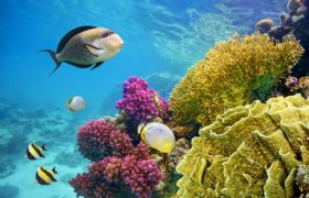 VOLO da RIMINI – SHARM EL SHEIKH – Eden Village TAMRA BEACH – Partenza 04 novembre 2018 VOLO da RIMINI – SHARM EL SHEIKH – Eden Village TAMRA BEACH – Partenza 04 novembre 2018